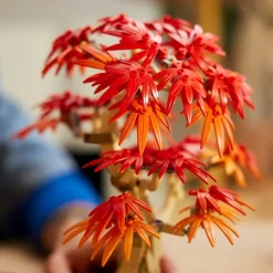 LEGO Botanicals - Bonsai-tre: Japansk lønn 10348