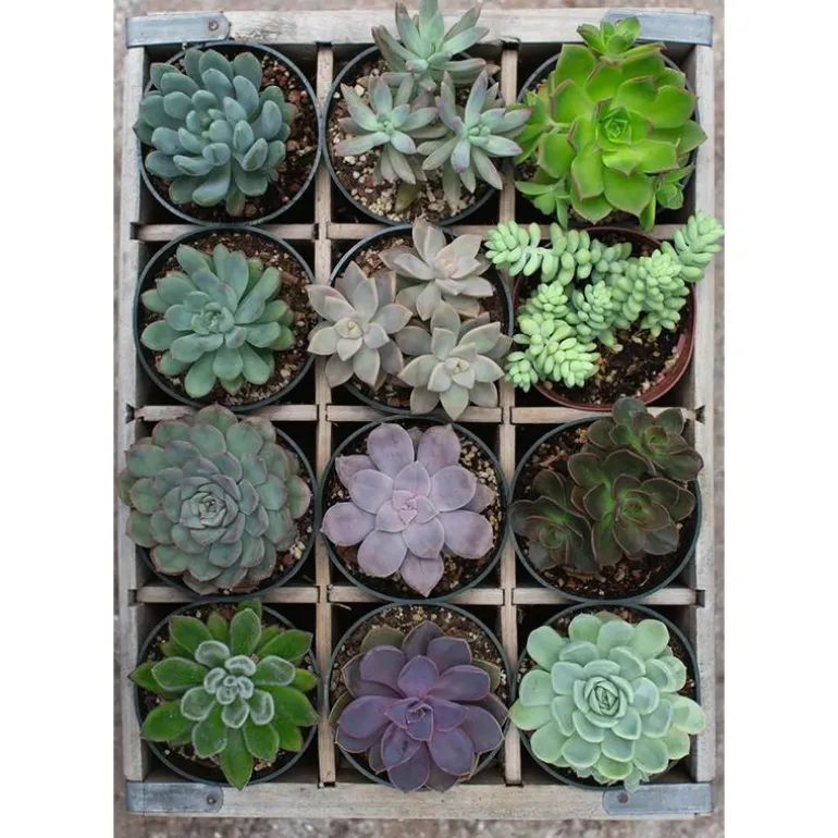 Ravensburger Puslespill 300 Brikker - Planter