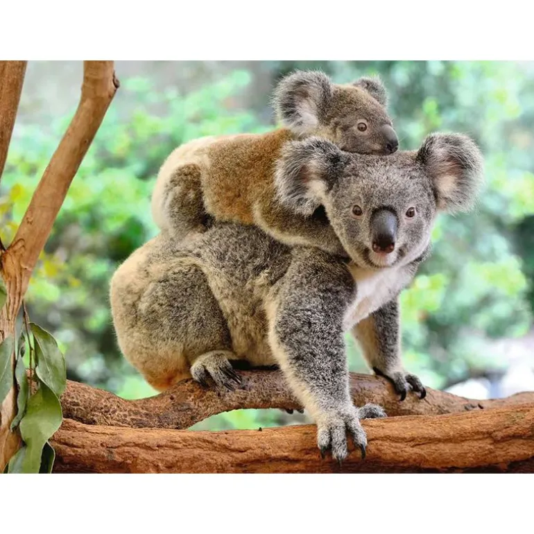 Ravensburger Puslespill 200XXL Brikker - Koalafamilie